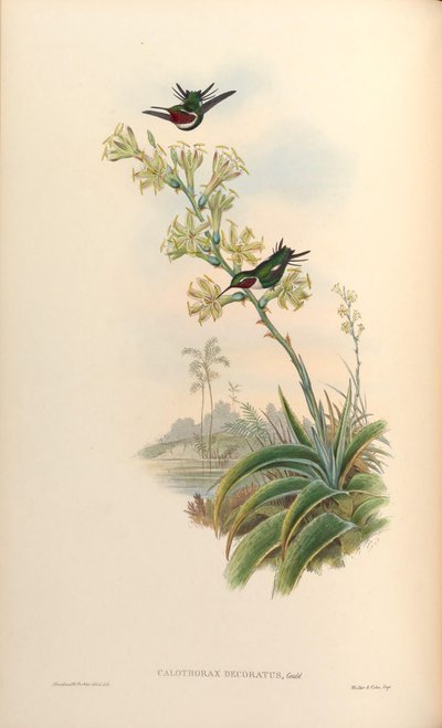 Calothorax decoratus = Chaetocercus mulsant x Ch. heliodor by John Gould
